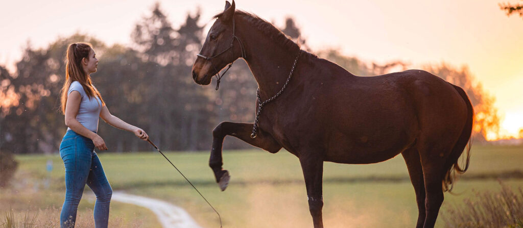 Mascha Mosebach Pferdetraining